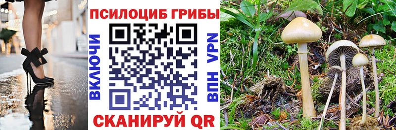 Купить где  Венёв  Галлюциногенные грибы MAGIC MUSHROOMS 